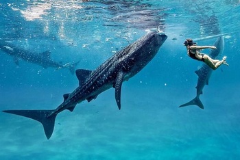 Дайвинг с акулами, Филиппины